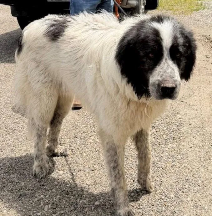An adult large-sized male Great Pyrenees dog named Hale for adoption in Louisville, IL
