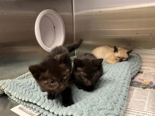 A baby small-sized male Domestic Short Hair cat named Surf for adoption in Tustin, CA