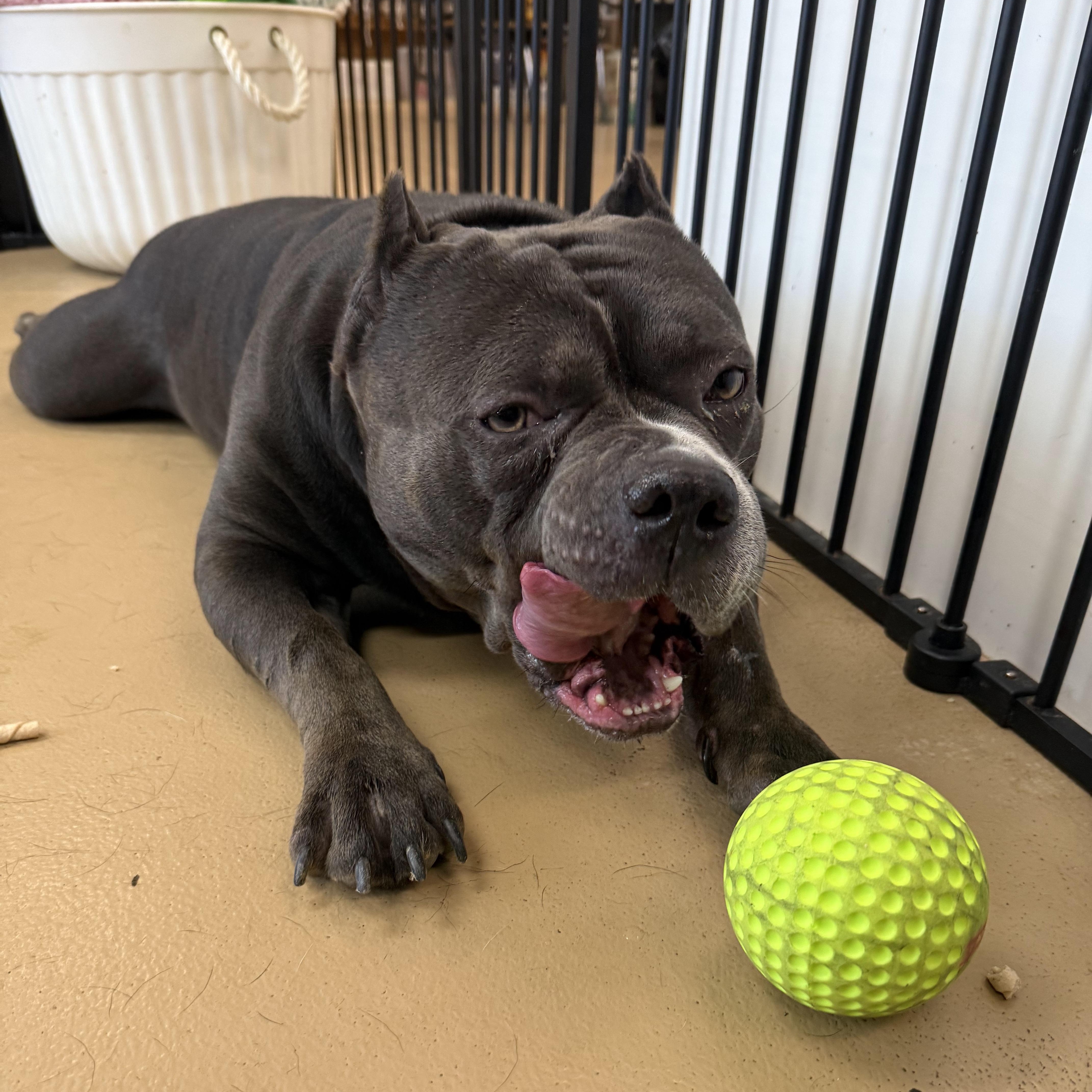 Sullivan