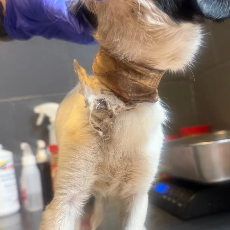 A baby small-sized female White / Cream Terrier dog named TUSCStray for adoption in Tuscaloosa, AL