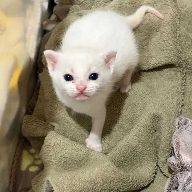 A baby small-sized male White Domestic Short Hair cat named Macaroni Penguin for adoption in Westminster, CA