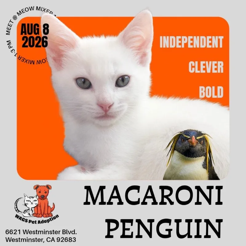 Macaroni Penguin thumbnail 5