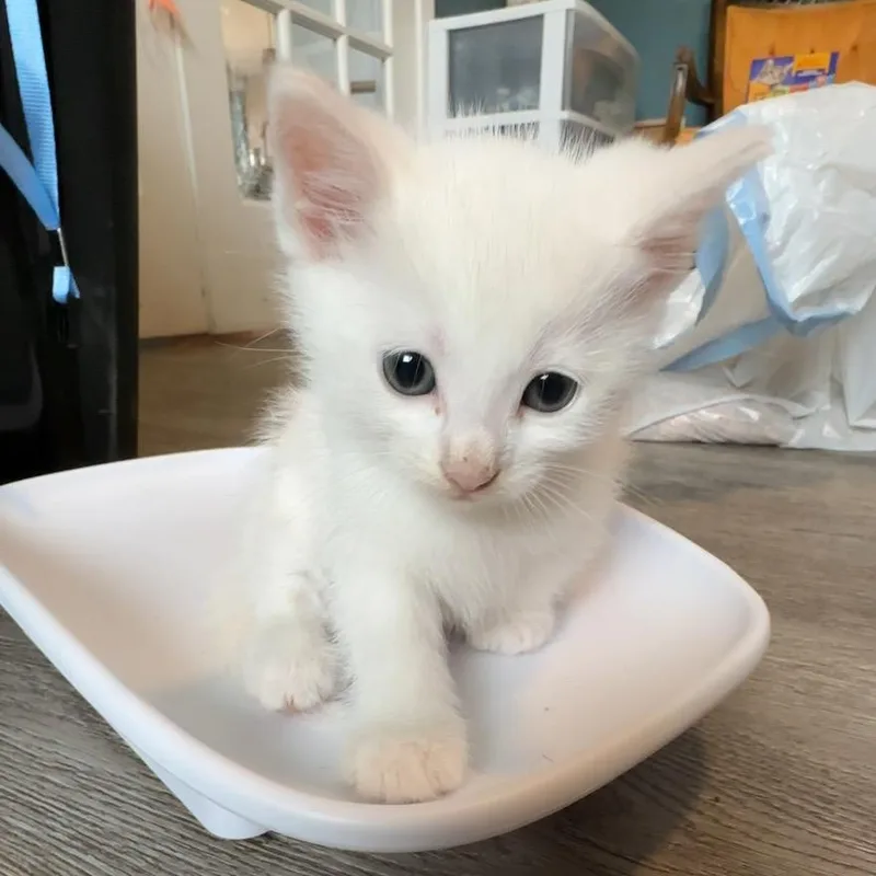 A baby small-sized male White Domestic Short Hair cat named Dr. Peter Venkman for adoption in Granville, OH