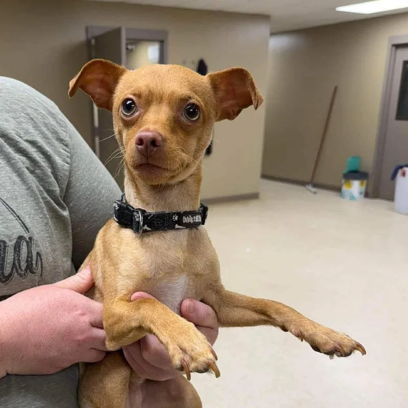 A young small-sized male Yellow / Tan / Blond / Fawn Chihuahua dog named Sirius for adoption in Alexandria, VA
