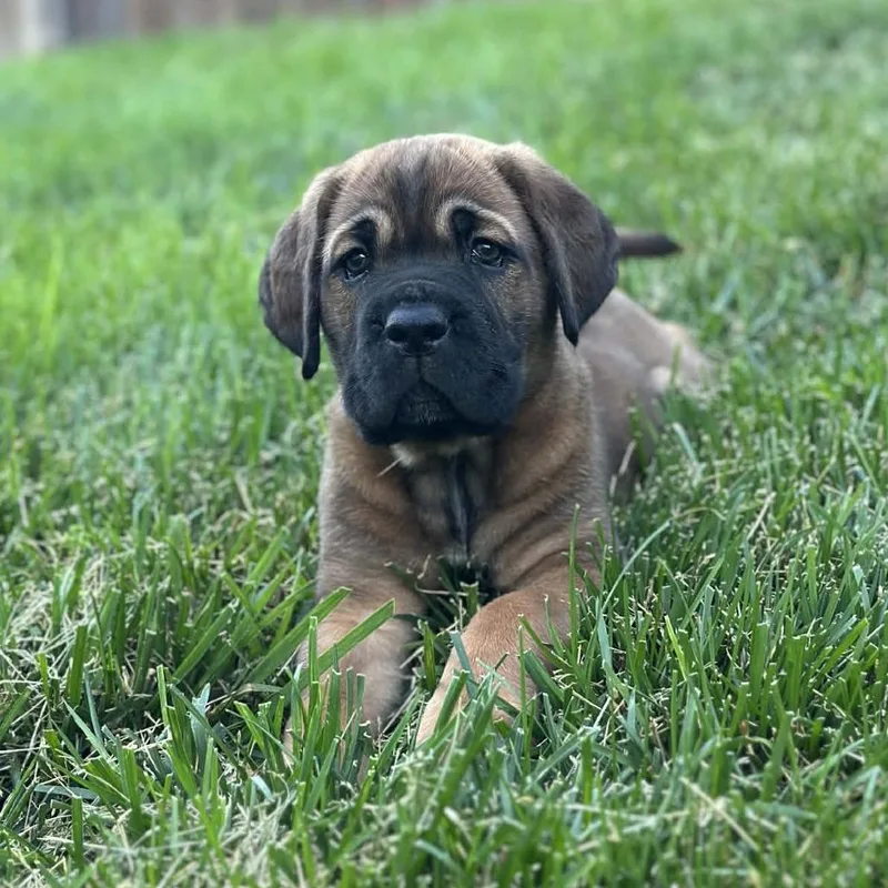 A baby small-sized male Black Cane Corso dog named Mike The Situation for adoption in manchester, PA