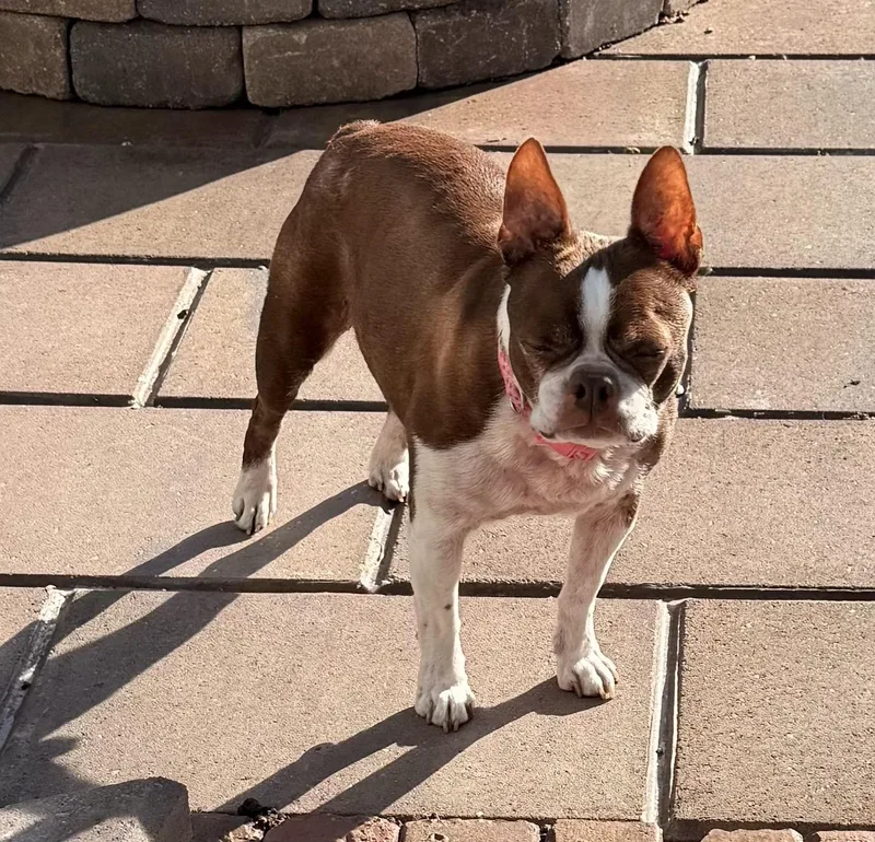 An adult small-sized male White / Cream Boston Terrier dog named Murphy In Ia for adoption in Elkhorn, NE