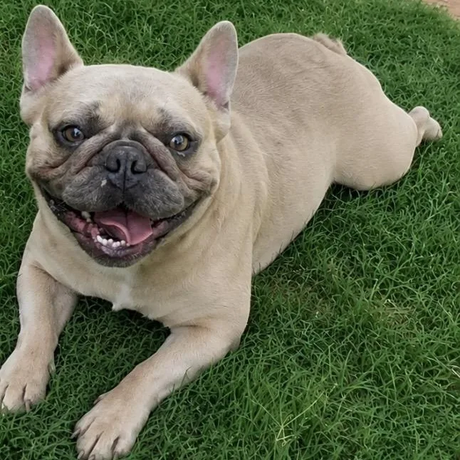 An adult small-sized male Yellow / Tan / Blond / Fawn French Bulldog dog named Fisher for adoption in Pelham, NH