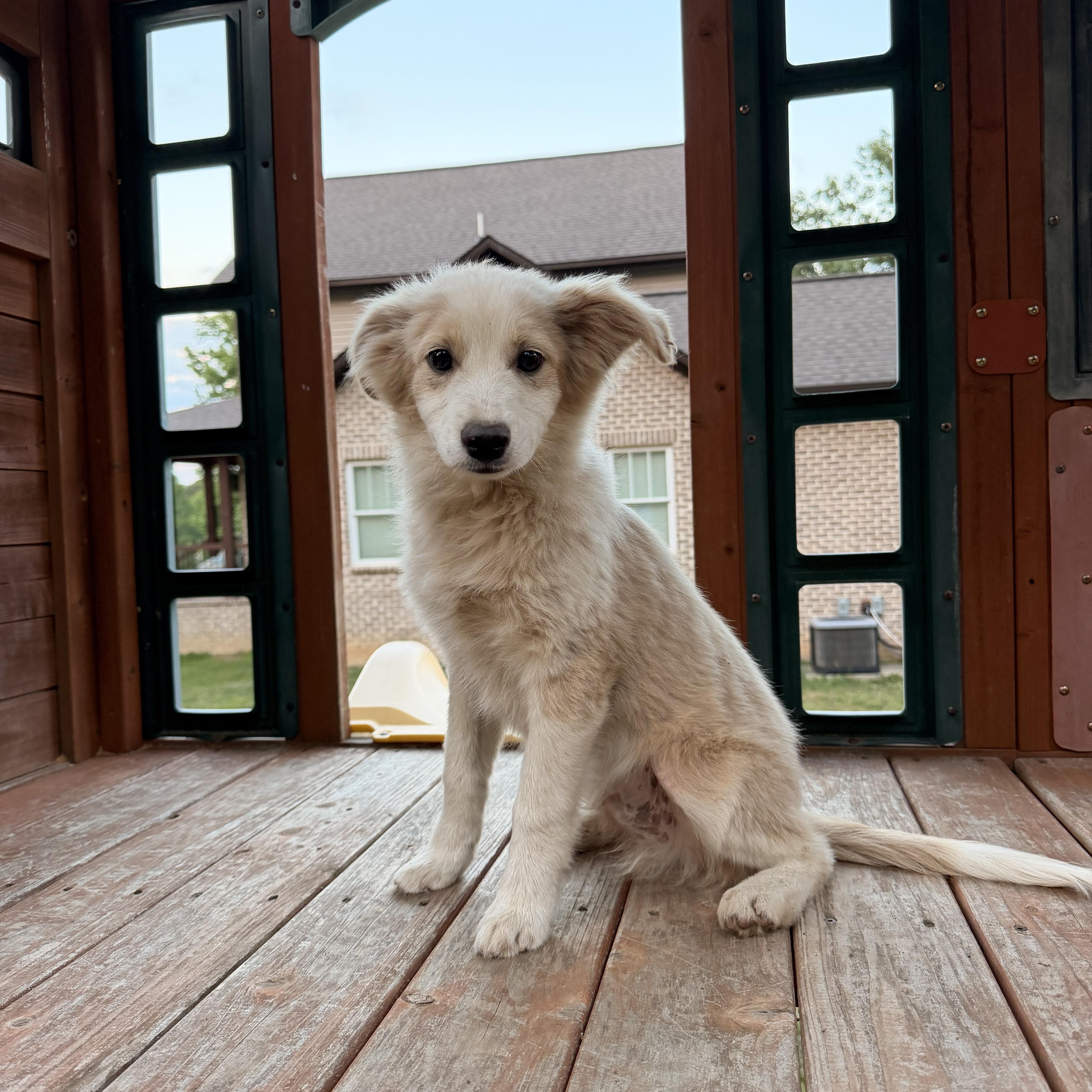 Waylon thumbnail 2