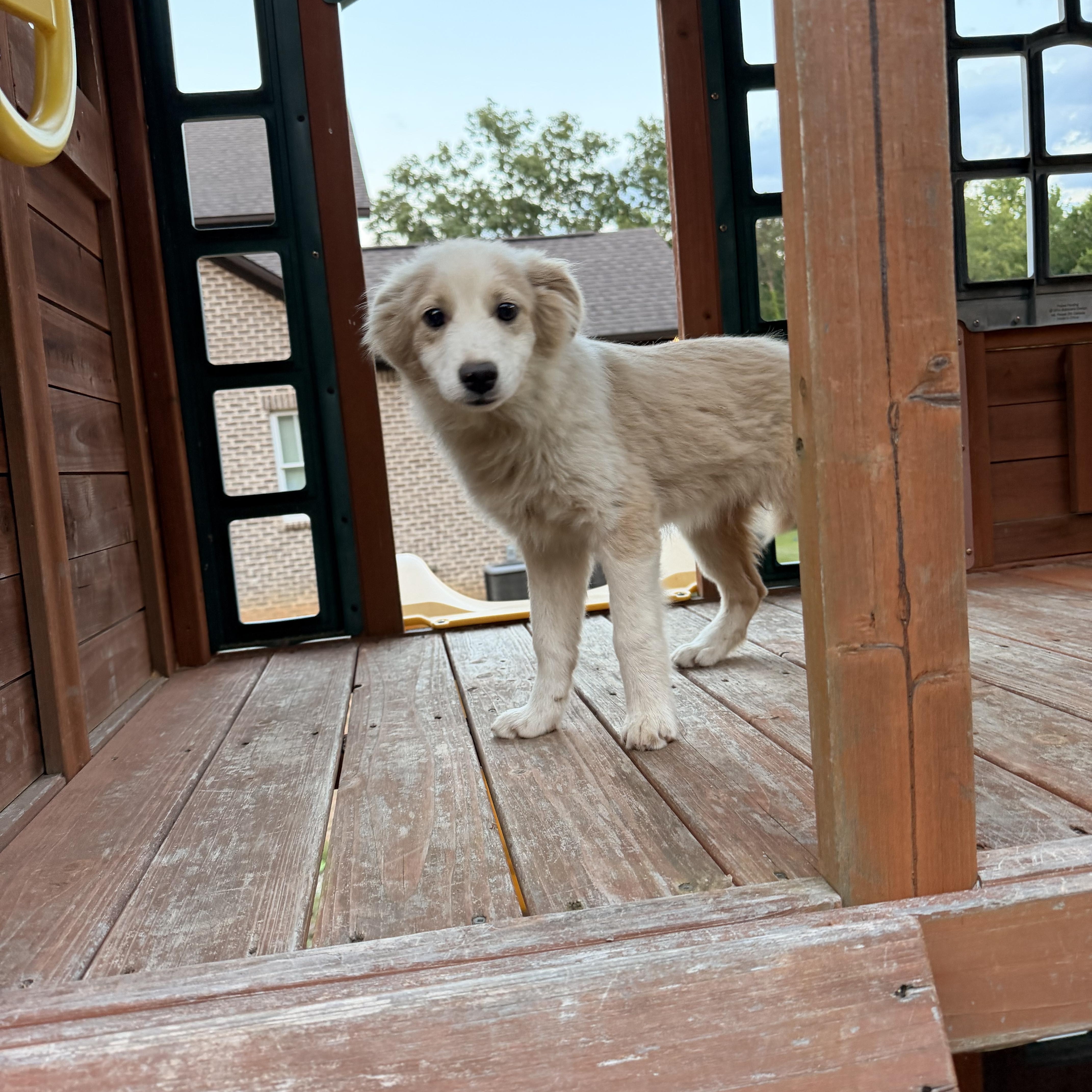 Waylon thumbnail 3