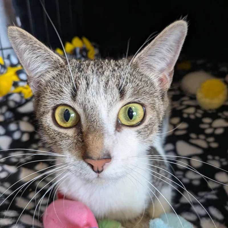 A young medium-sized female White Domestic Short Hair cat named Maude for adoption in Fairfax Station, VA