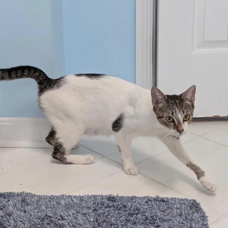 Maude thumbnail 3