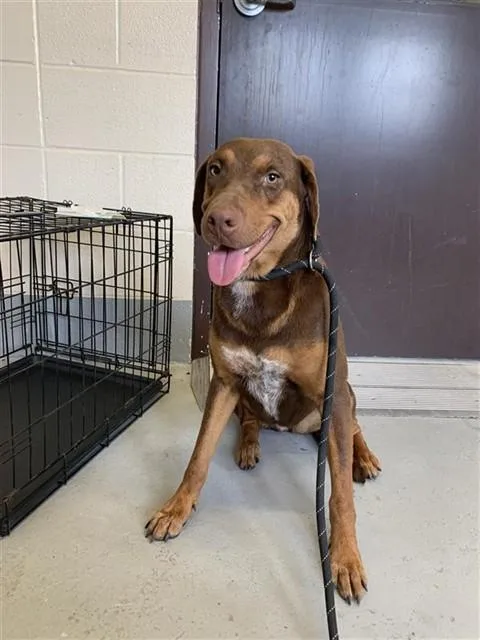 A young medium-sized female Redbone Coonhound dog named Opal for adoption in Corpus Christi, TX