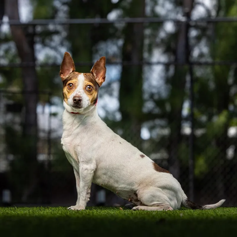 An adult small-sized female White / Cream Rat Terrier dog named Little Girl for adoption in Jupiter, FL