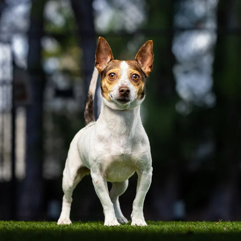 Little Girl thumbnail 2