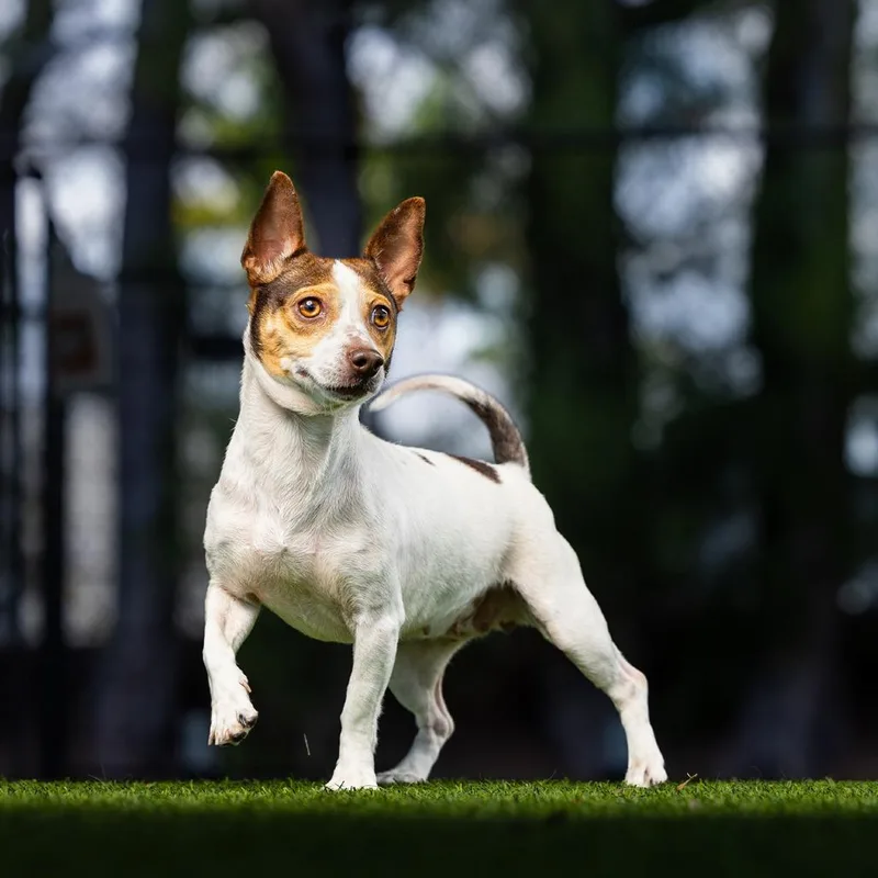 Little Girl thumbnail 3