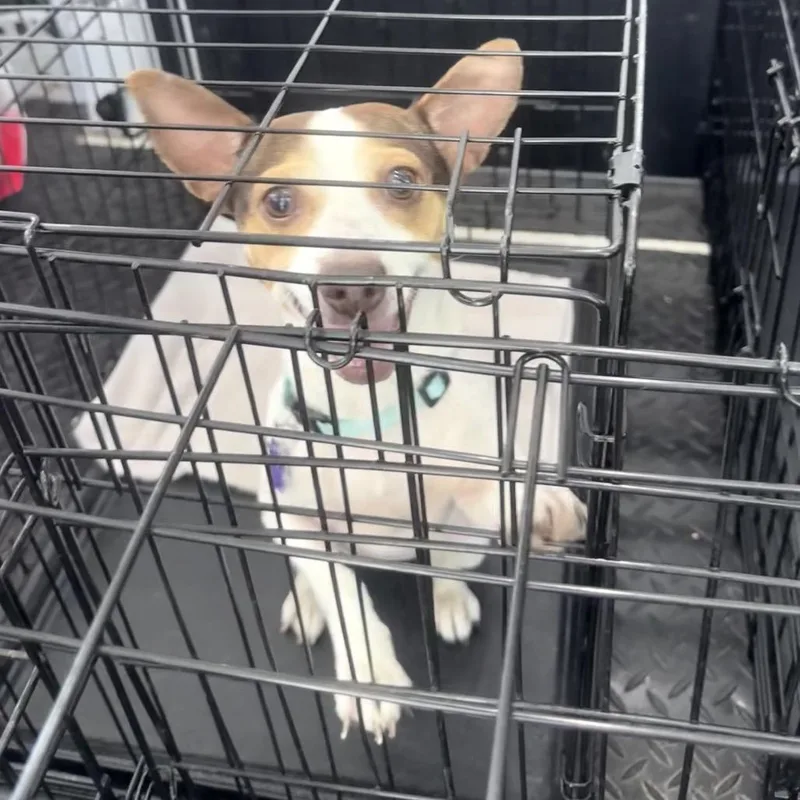 Little Girl thumbnail 4