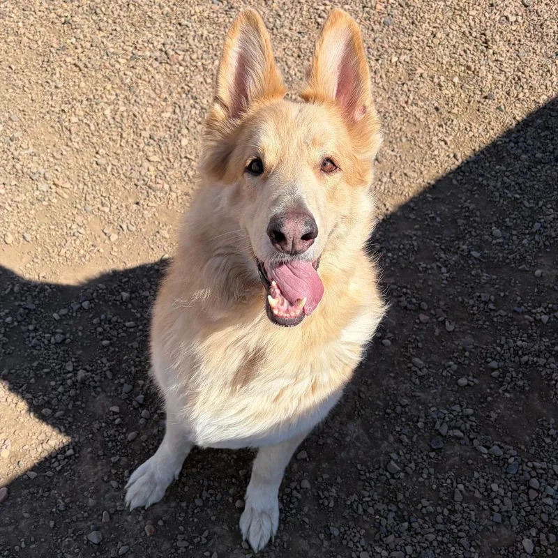 An adult large-sized male Yellow / Tan / Blond / Fawn Collie dog named Ezo for adoption in Show Low, AZ