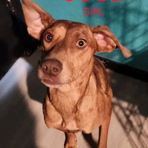 Sosa