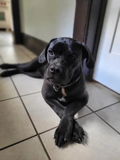 A young large-sized female Mixed Breed dog named LooLoo for adoption in Atlanta, GA
