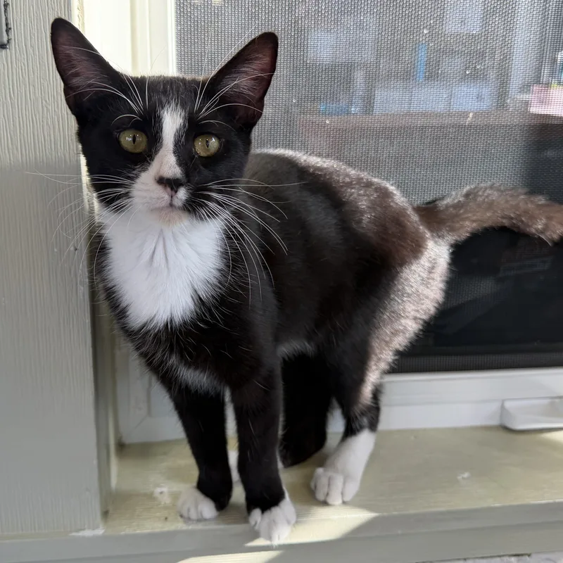 A baby medium-sized male Black & White / Tuxedo Domestic Short Hair cat named Jonesey for adoption in Latrobe, PA