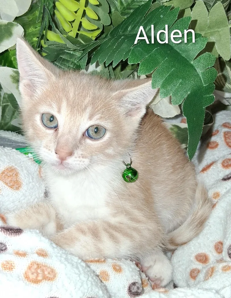 A baby large-sized male Orange & White Domestic Short Hair cat named Alden for adoption in Redondo Beach, CA