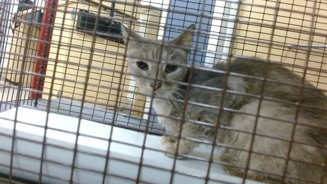 A young small-sized female Domestic Short Hair cat named Pichu for adoption in Miami, FL