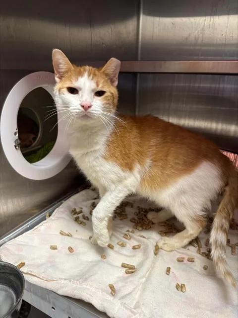 A young small-sized female Domestic Short Hair cat named Jenny Murray for adoption in Louisville, KY