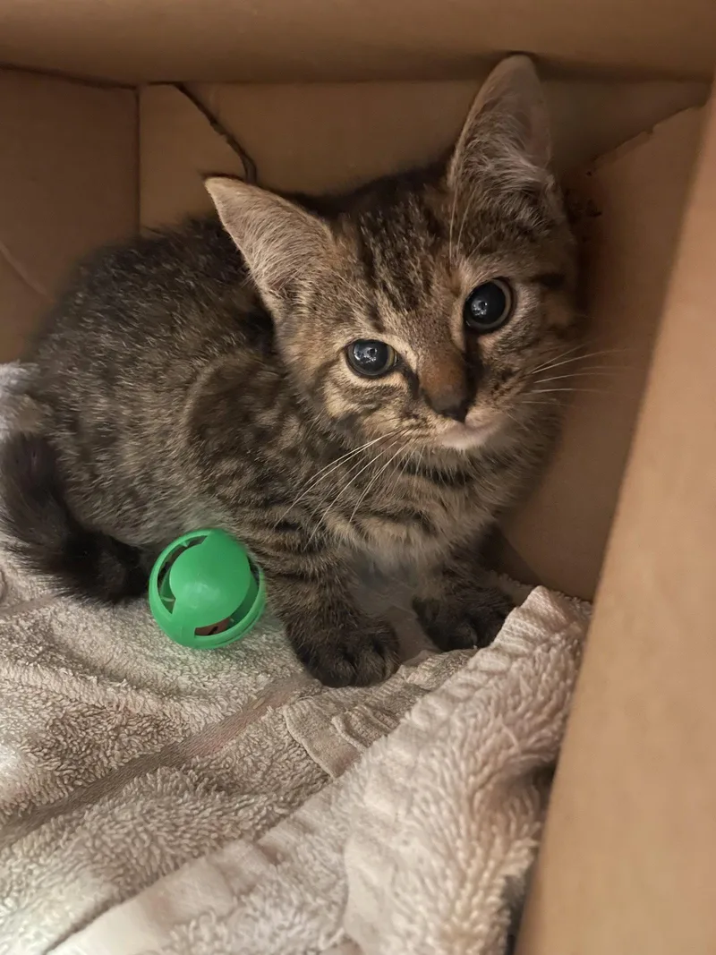 A young medium-sized female Domestic Short Hair cat named Deliah for adoption in Flint Hill, VA