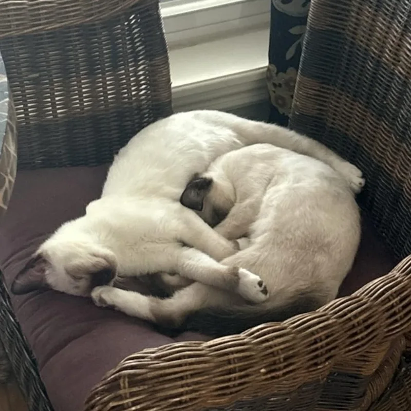 A baby medium-sized male Chocolate Point Siamese cat named Fred and Cindy for adoption in Maitland, FL