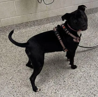 A young medium-sized female Black Pit Bull Terrier dog named Flicka for adoption in Kansas City, MO