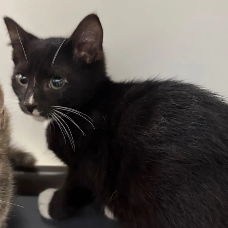 A baby small-sized male Black American Shorthair cat named Clubs for adoption in Melrose, FL