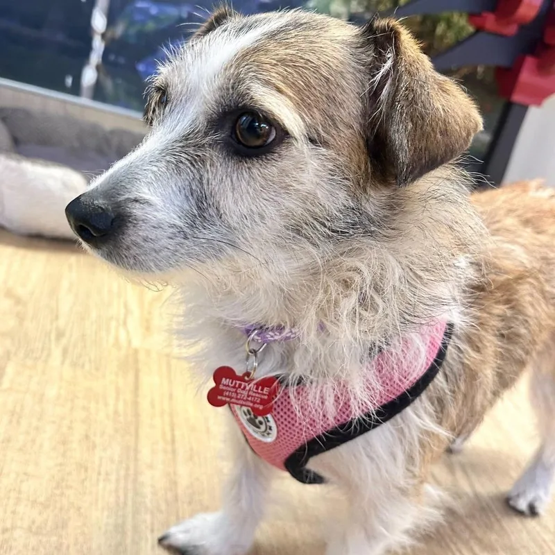 A senior small-sized female Yellow / Tan / Blond / Fawn Terrier dog named Thistle for adoption in San Francisco, CA