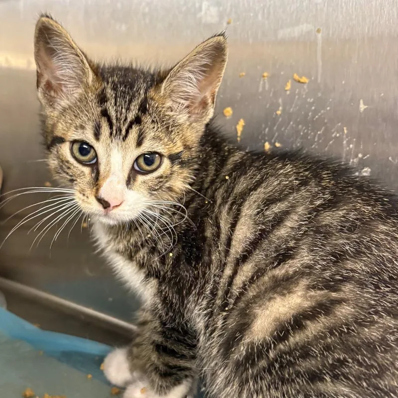 A baby small-sized male Brown / Chocolate Domestic Short Hair cat named Rocket for adoption in Pennsville, NJ