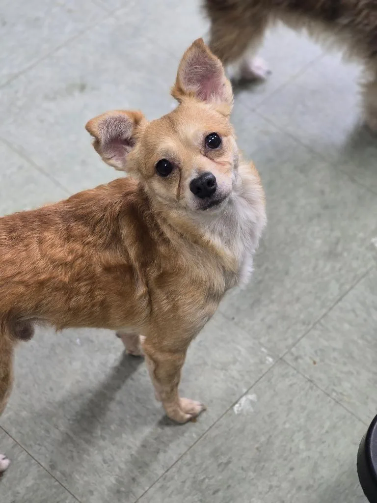 Chico