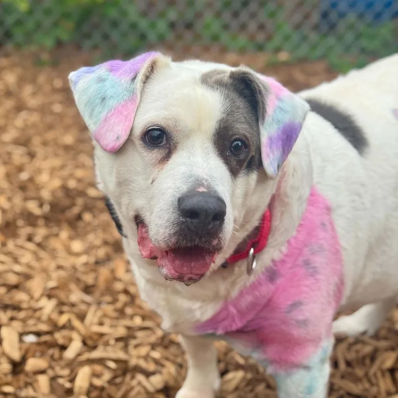 An adult large-sized female White / Cream Cattle Dog dog named Charlie for adoption in Tacoma, WA