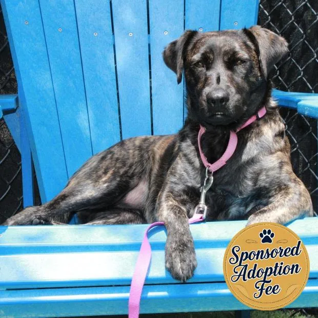 An adult medium-sized female Brindle Mixed Breed dog named Little Bit for adoption in Jupiter, FL