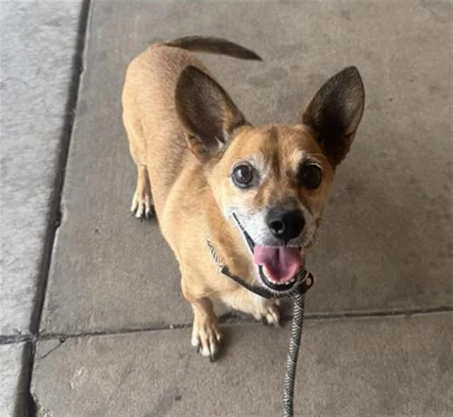 An adult small-sized male Chihuahua dog named Enzo for adoption in Phoenix, AZ