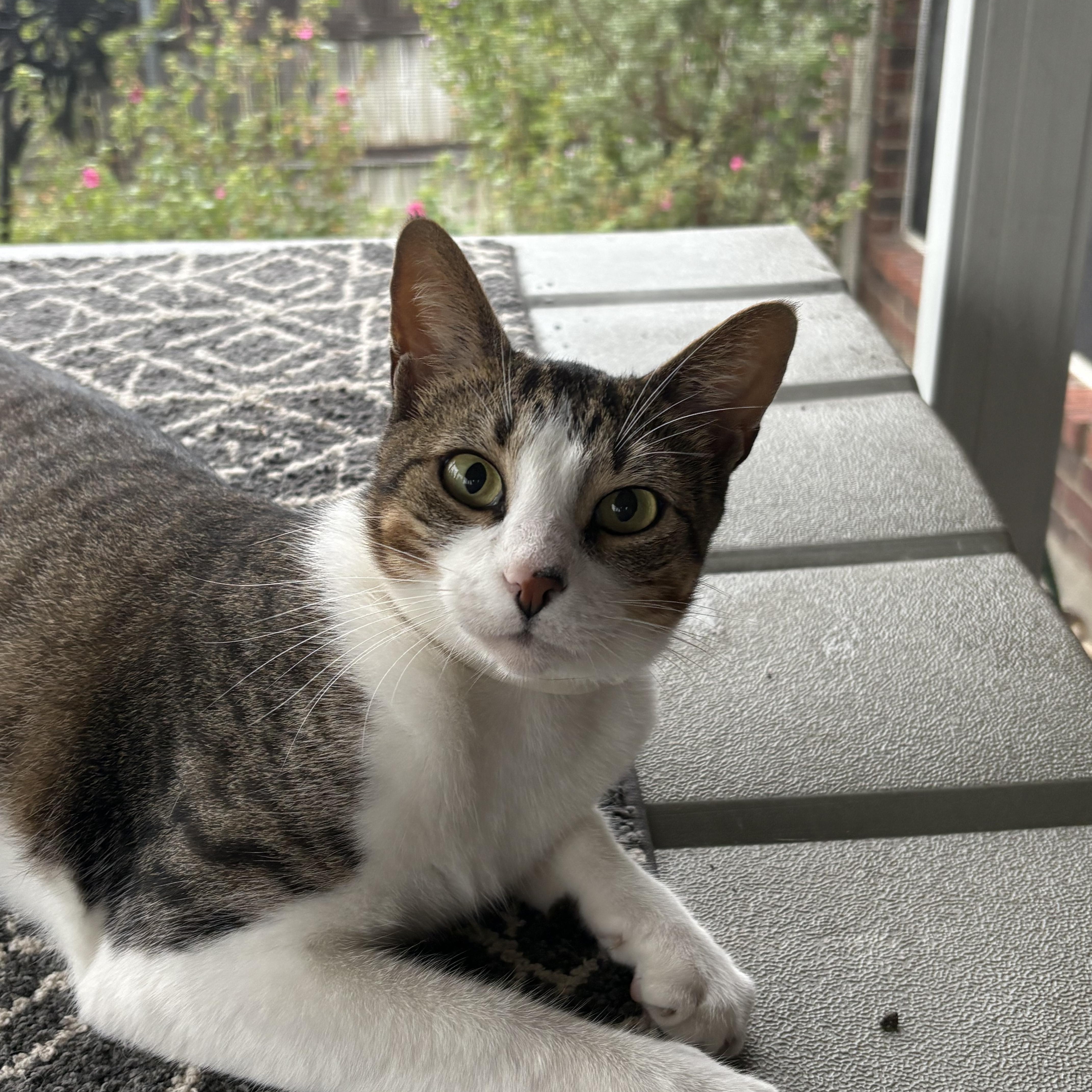 A young medium-sized male Tabby cat named Kodiak for adoption in Keller, TX