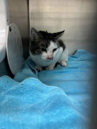 An adult medium-sized male Domestic Short Hair cat named Bitty for adoption in Cincinnati, OH