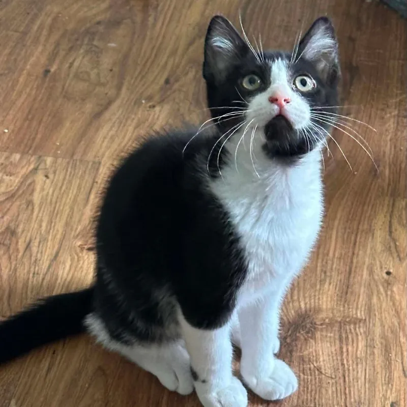 A baby small-sized male Black Domestic Short Hair cat named Ben for adoption in Williston, FL