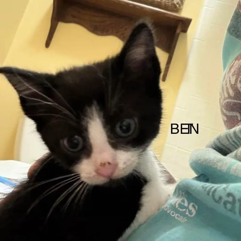 Ben thumbnail 5