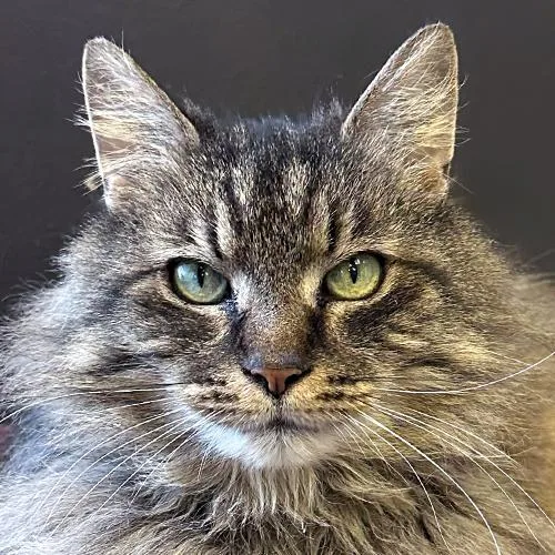 An adult medium-sized female Tabby (Brown / Chocolate) Domestic Long Hair cat named Chessie for adoption in Crystal Lake, IL