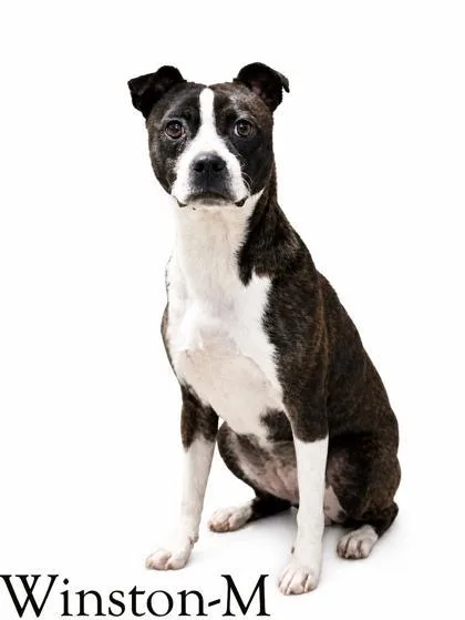 An adult small-sized male Boston Terrier dog named Winston for adoption in Guntersville, AL