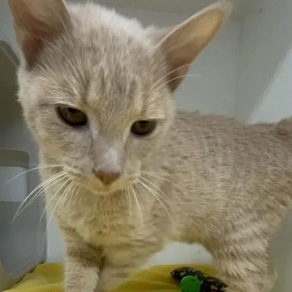 A young small-sized male Domestic Short Hair cat named Wino for adoption in Janesville, WI
