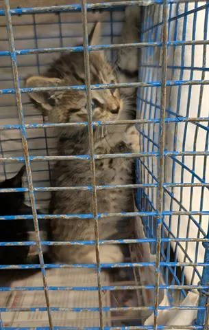 A baby small-sized male Domestic Short Hair cat named Mario for adoption in San Martin, CA