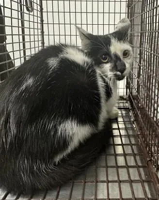 A baby small-sized male Domestic Short Hair cat named Tony Montana for adoption in Los Angeles, CA