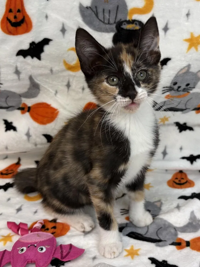 A baby medium-sized female Domestic Short Hair cat named Maple for adoption in Wetumpka, AL