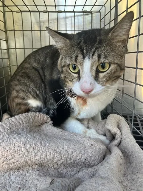 A young medium-sized male Domestic Short Hair cat named Juan for adoption in Dallas, TX