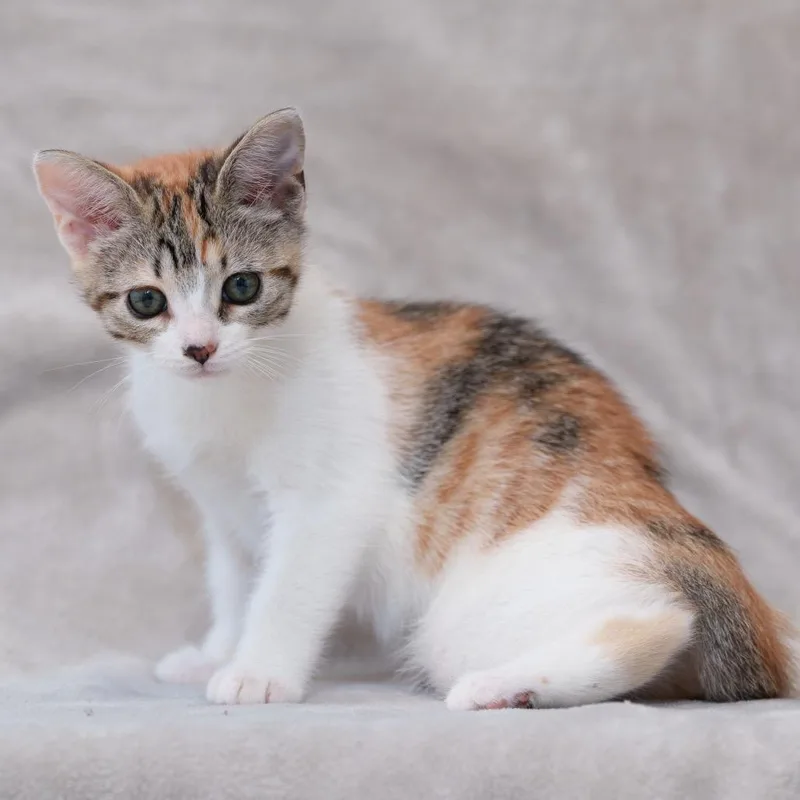 A baby small-sized female Torbie Domestic Short Hair cat named Gabriette for adoption in Sunnyvale, CA