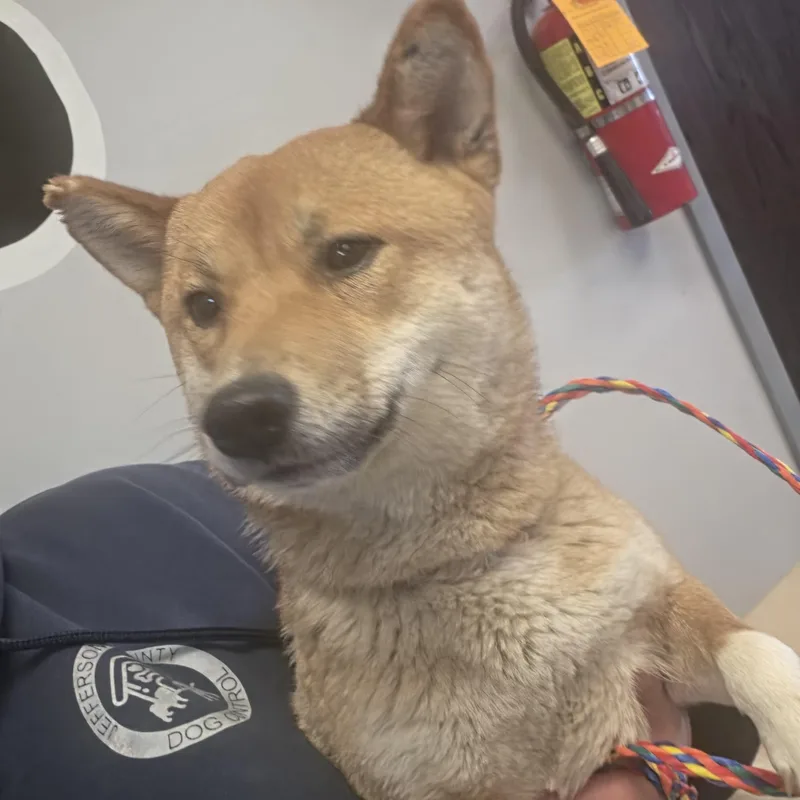 An adult small-sized female Red / Chestnut / Orange Shiba Inu dog named Josie for adoption in Watertown, NY